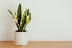 Een sanseveria in een witte bloempot 